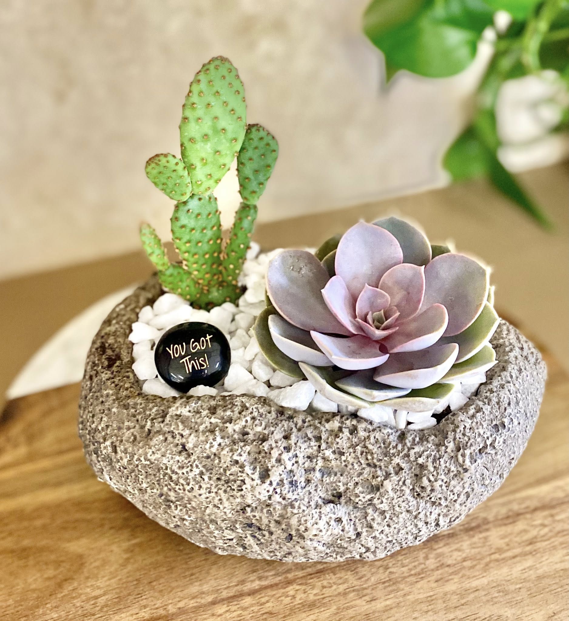 Cement Rock Planter for Succulents – DIY Kit Options - Drainage