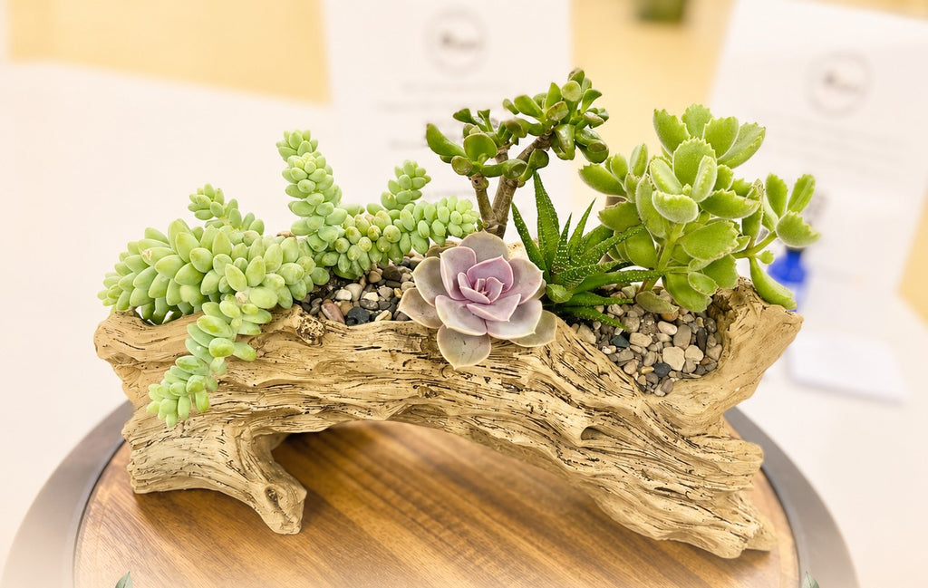 A decorative succulent arrangement in a driftwood log planter, displayed on a wooden surface with a blurred indoor background.