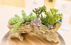 A decorative succulent arrangement in a driftwood log planter, displayed on a wooden surface with a blurred indoor background.