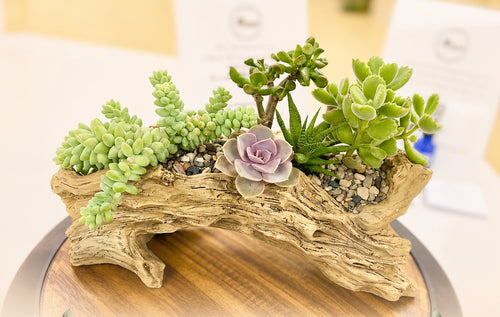 A decorative succulent arrangement in a driftwood log planter, displayed on a wooden surface with a blurred indoor background.