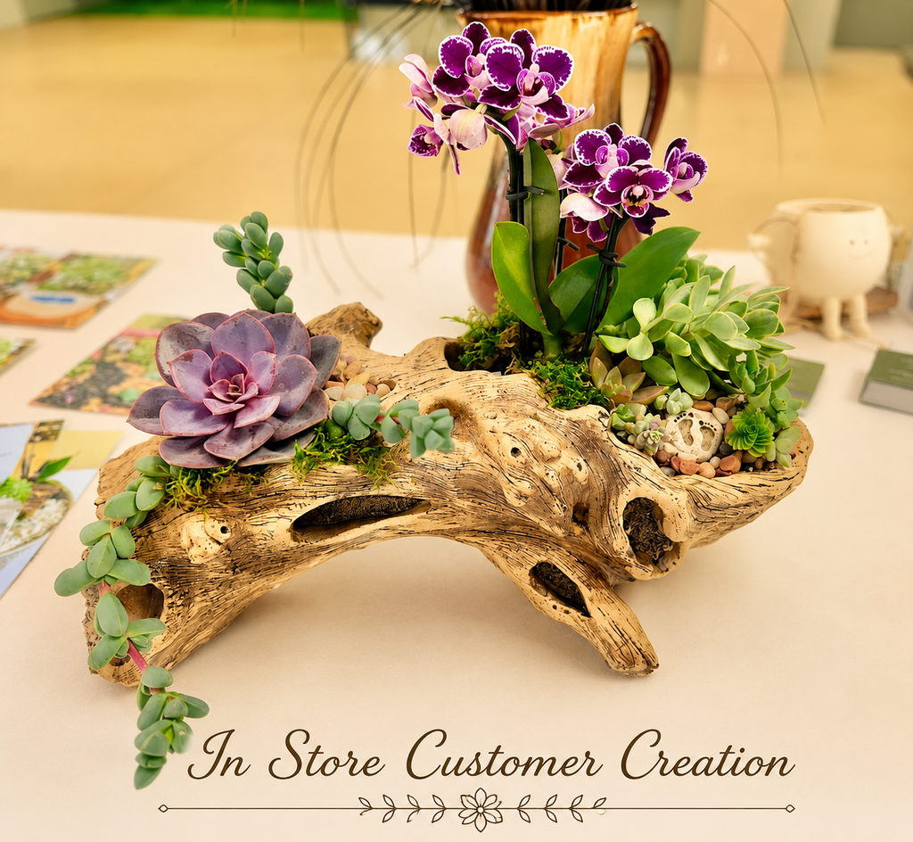 In-store customer creation: driftwood log planter with succulents and orchids arrangement