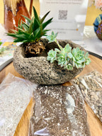 3/4 full of plants kit showing bare root shipment and 2 large plants. 1 plant is a large haraworthia cluster and the other is a small echeveria cluster.  Also pictured is the bags of soil and rocks for assembly.