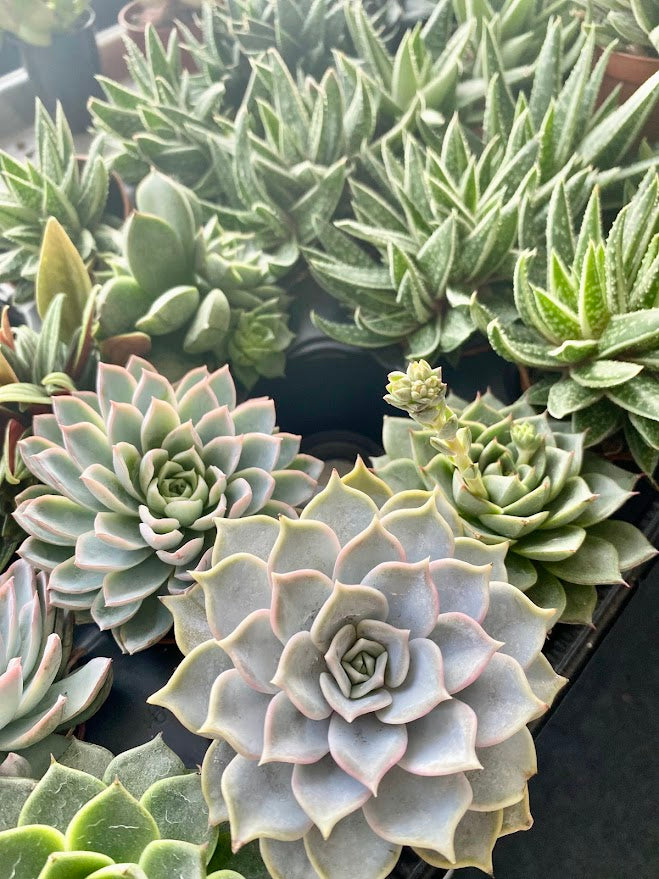 Plants for Kits - Designers Choice