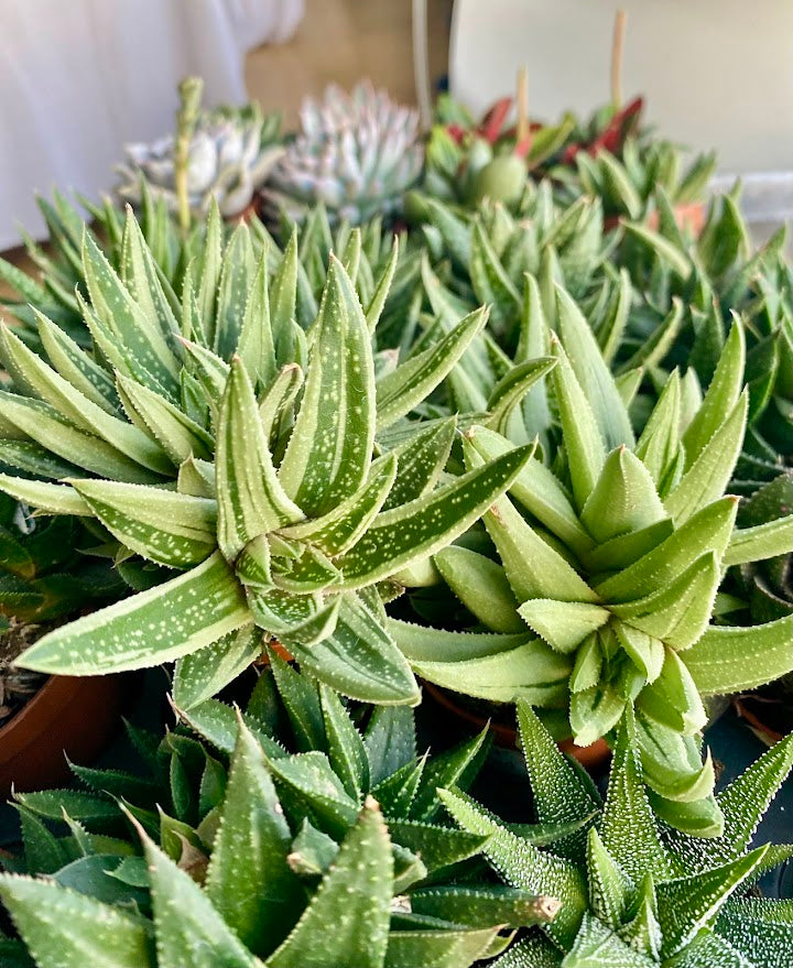 Plants for Kits - Designers Choice