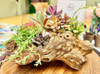 DIY Succulent Kit - Large Resin Log Planter with Drainage – Realistic Wood Look Succulent Planter