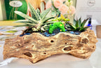 DIY Succulent Kit - Large Resin Log Planter with Drainage – Realistic Wood Look Succulent Planter