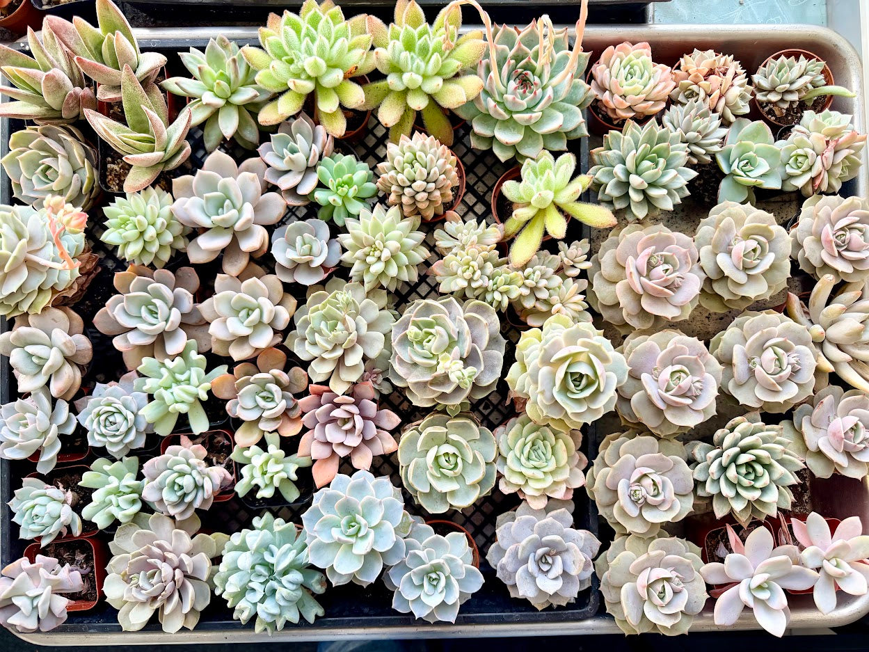 light colored succulents Light Colored Echeveria Selection to match planters or kits purchased – Gorgeous Gifts