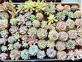 Light Colored Echeveria Selection to match planters or kits purchased