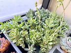 Green multi plant Fillers to match planters or kits purchased