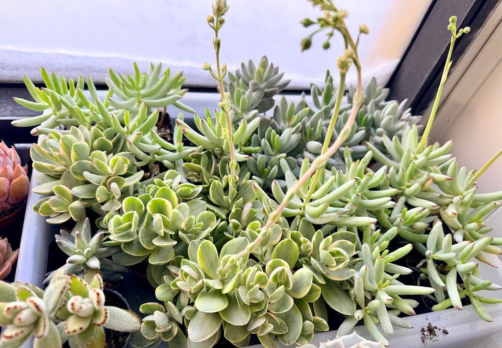 Green multi plant Fillers to match planters or kits purchased