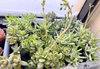Green multi plant Fillers to match planters or kits purchased
