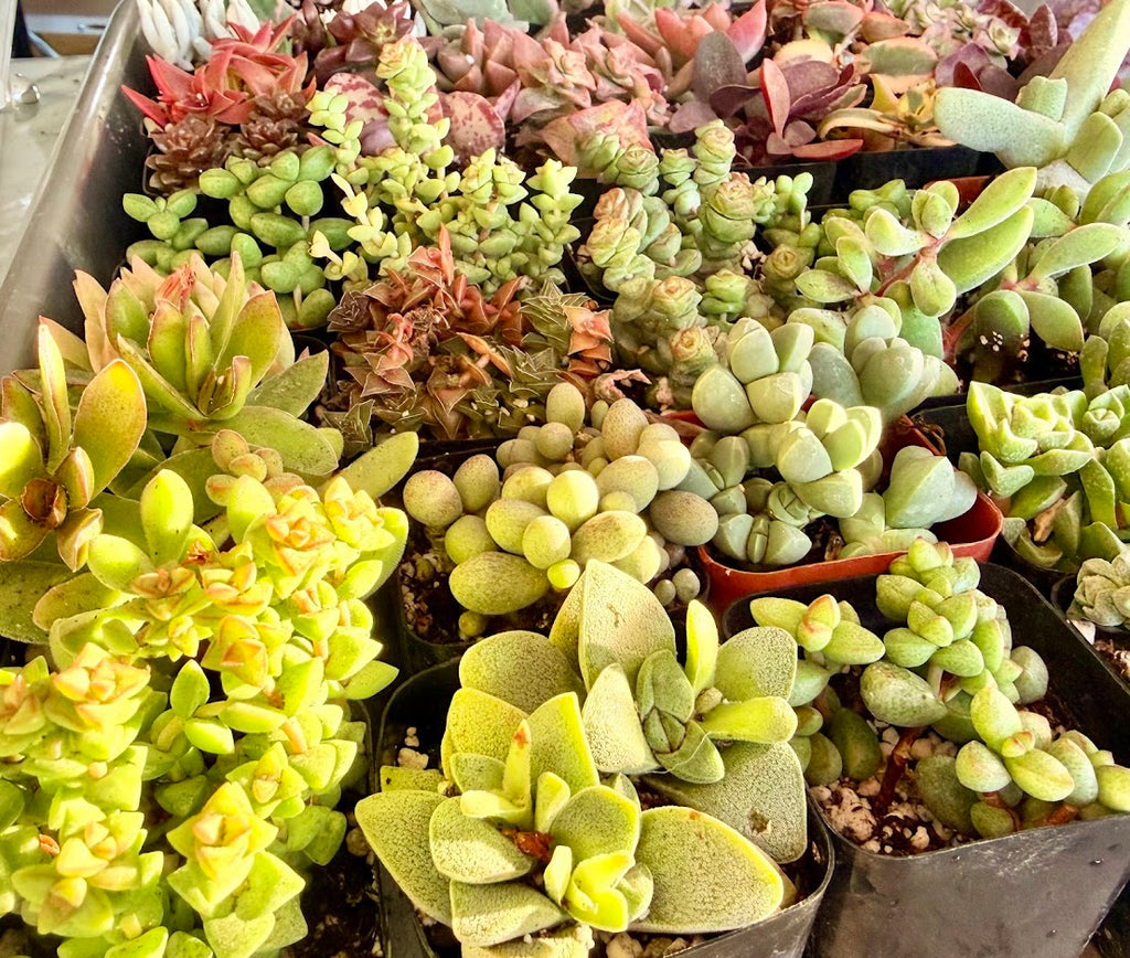 Green multi plant Fillers to match planters or kits purchased