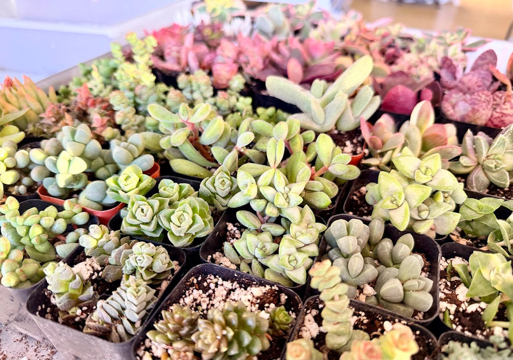 Green multi plant Fillers to match planters or kits purchased