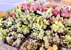 Green multi plant Fillers to match planters or kits purchased