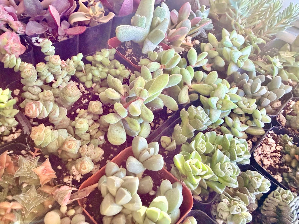 Green multi plant Fillers to match planters or kits purchased