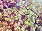 Green multi plant Fillers to match planters or kits purchased