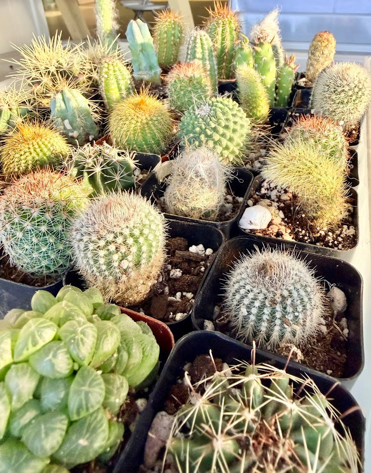 Cactus to match planters or kits purchased