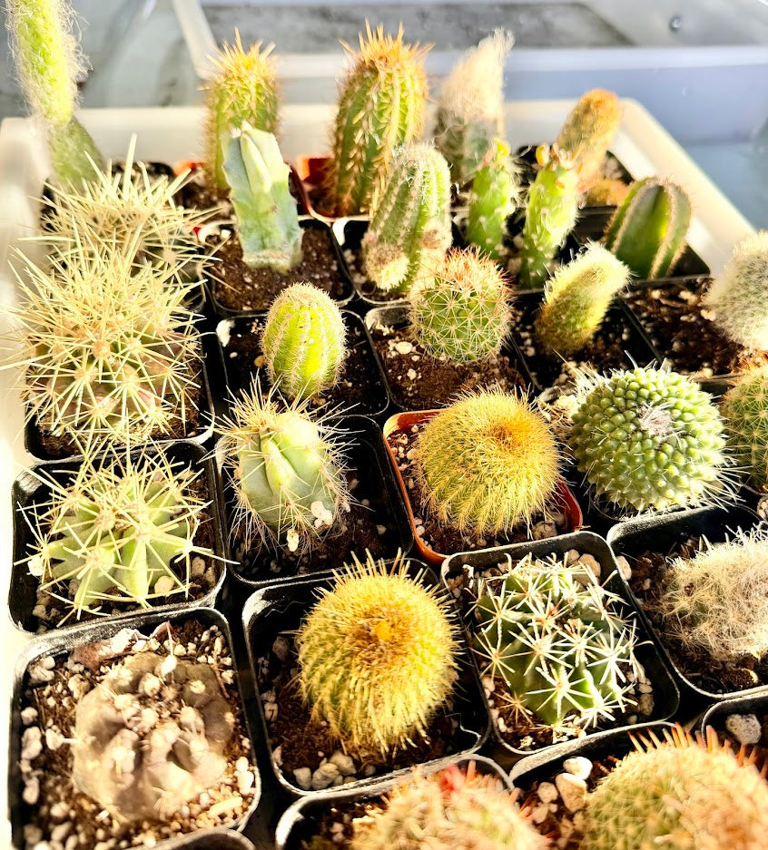 Cactus to match planters or kits purchased