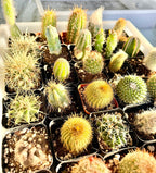 Cactus to match planters or kits purchased