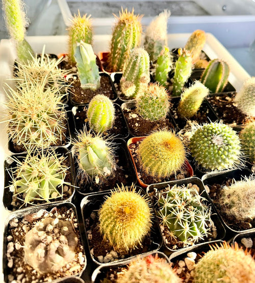 Cactus to match planters or kits purchased