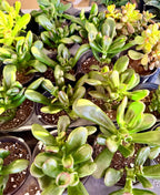 Crassula Jade Selection to match planters or kits purchased