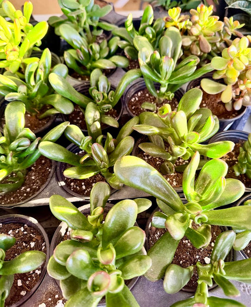 Crassula Jade Selection to match planters or kits purchased