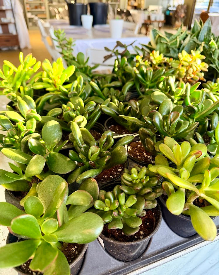 Crassula Jade Selection to match planters or kits purchased