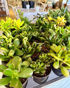 Crassula Jade Selection to match planters or kits purchased