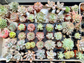 Light Green and Pink Tipped Echeveria Selection to match planters or kits purchased
