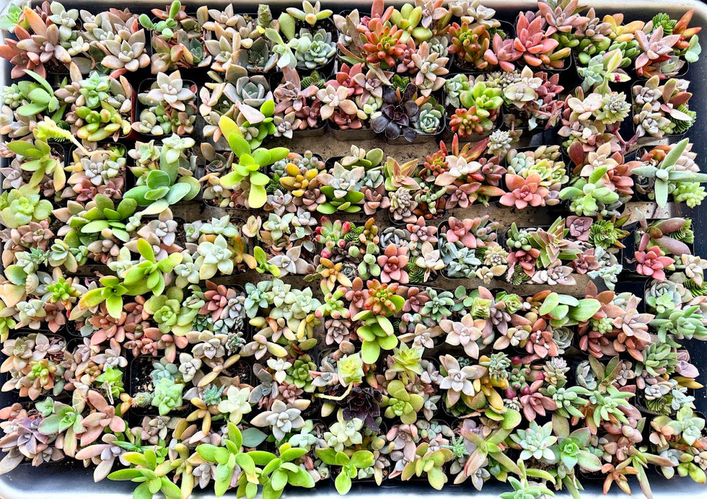 Mini Arrangement Selection to match planters or kits purchased