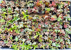 Mini Arrangement Selection to match planters or kits purchased