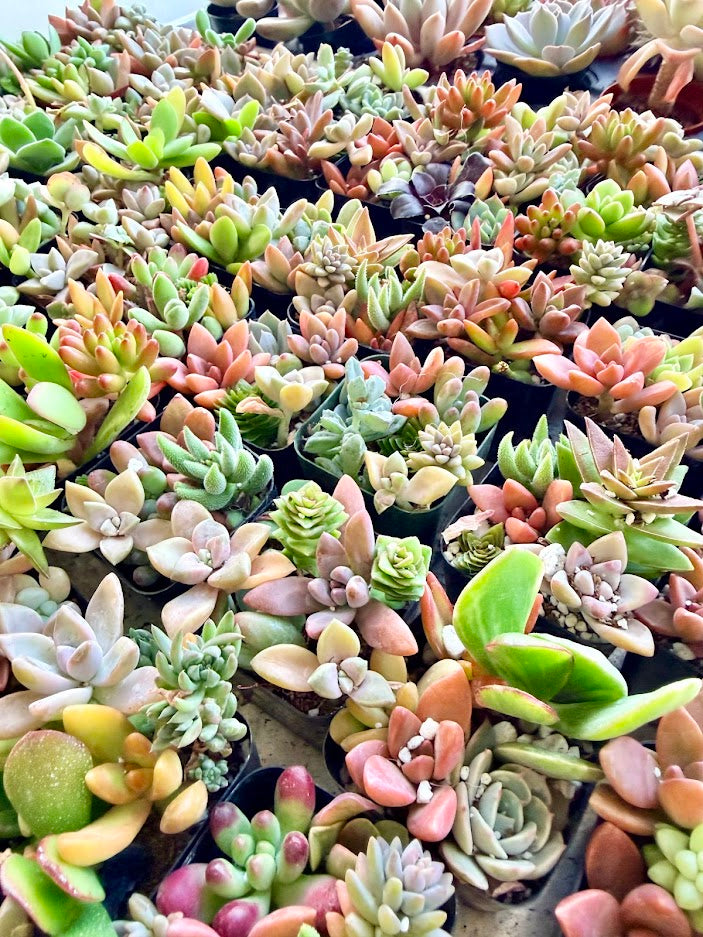 Mini Arrangement Selection to match planters or kits purchased
