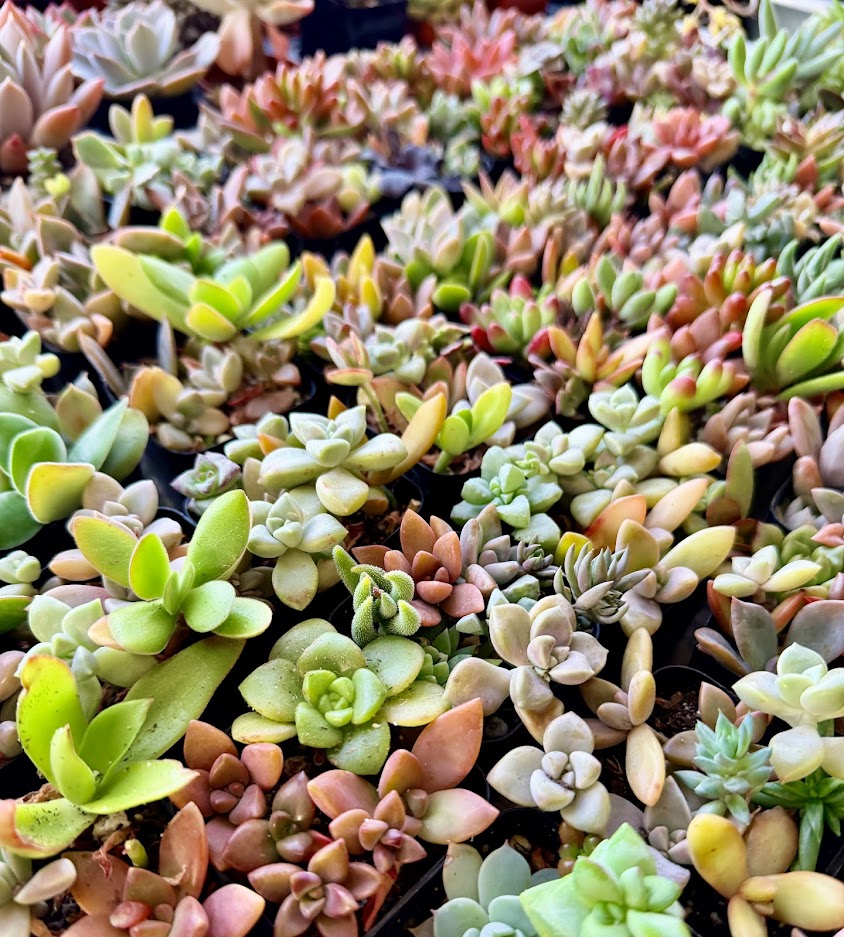 Plants for Kits - Designers Choice