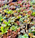 Mini Arrangement Selection to match planters or kits purchased