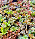 Plants for Kits - Designers Choice