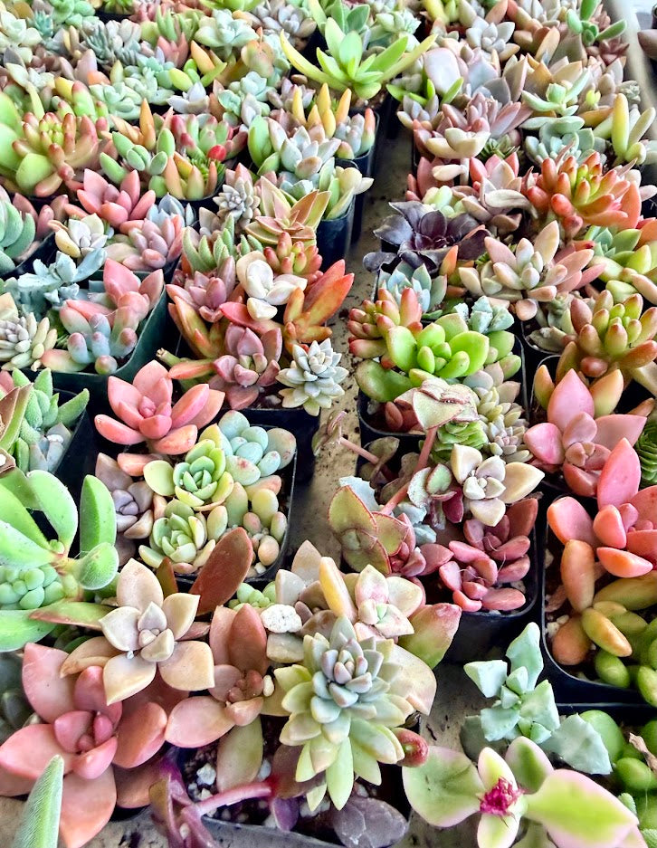 Mini Arrangement Selection to match planters or kits purchased