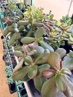 Crassula Jade Selection to match planters or kits purchased