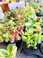 Crassula Jade Selection to match planters or kits purchased