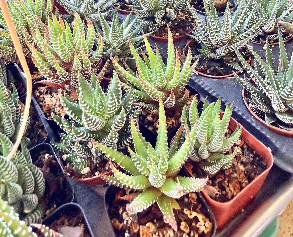 Haworthia Selection to match planters or kits purchased