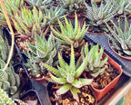 Haworthia Selection to match planters or kits purchased