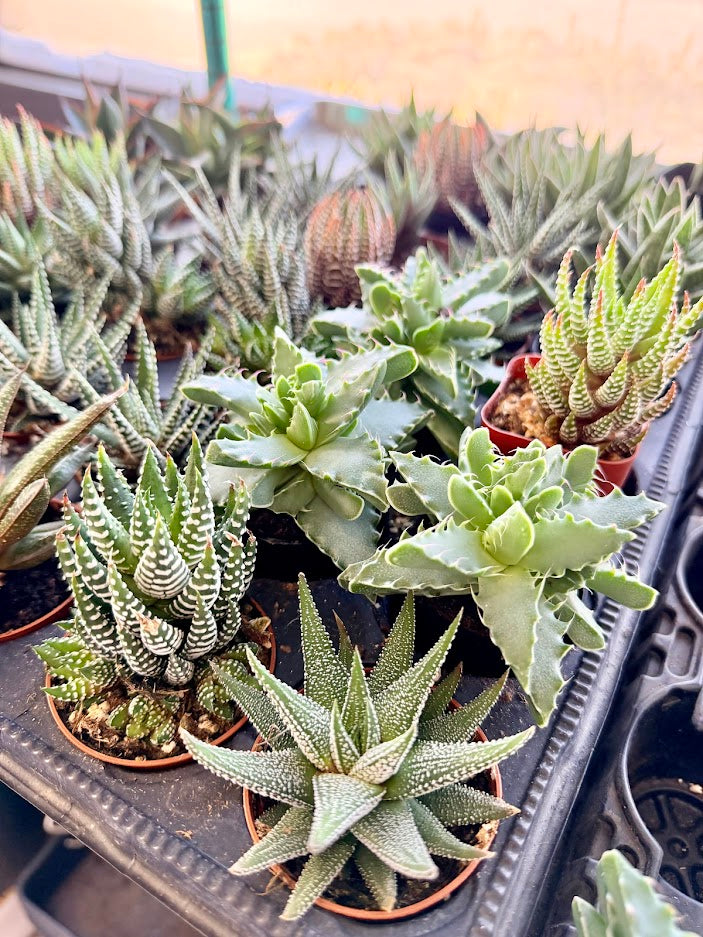 Haworthia Selection to match planters or kits purchased