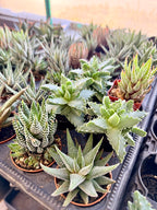 Haworthia Selection to match planters or kits purchased