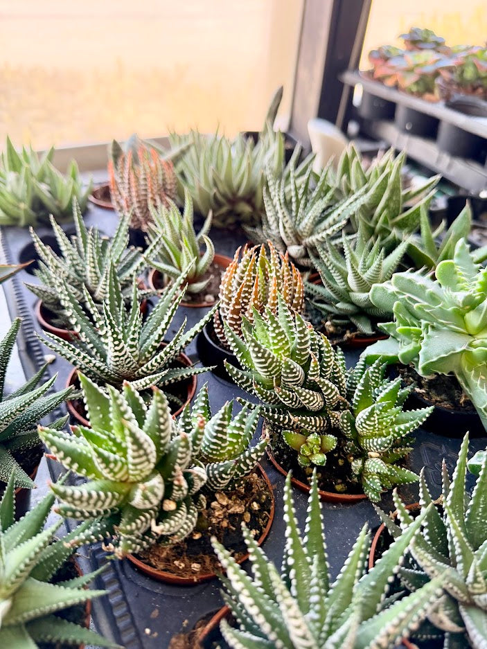 Haworthia Selection to match planters or kits purchased