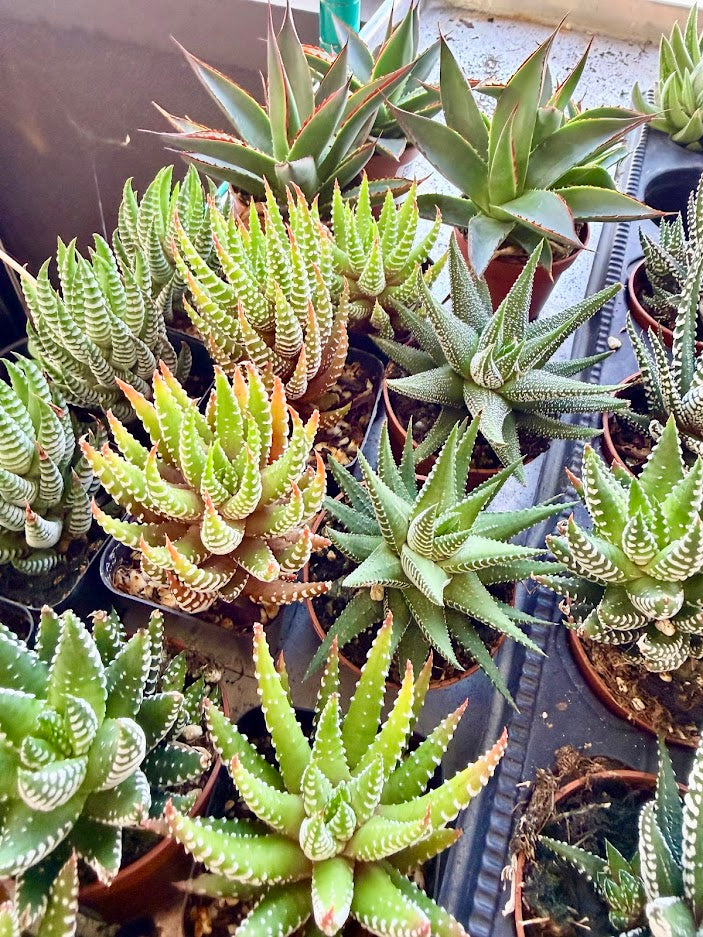 Haworthia Selection to match planters or kits purchased