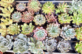 Larger 3-4" Echeveria Selection to match planters or kits purchased