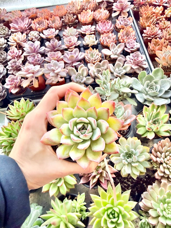 Plants for Kits - Designers Choice