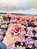 Plants for Kits - Designers Choice