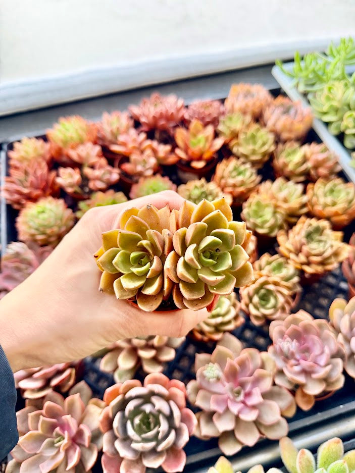 Plants for Kits - Designers Choice