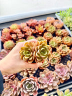 Plants for Kits - Designers Choice