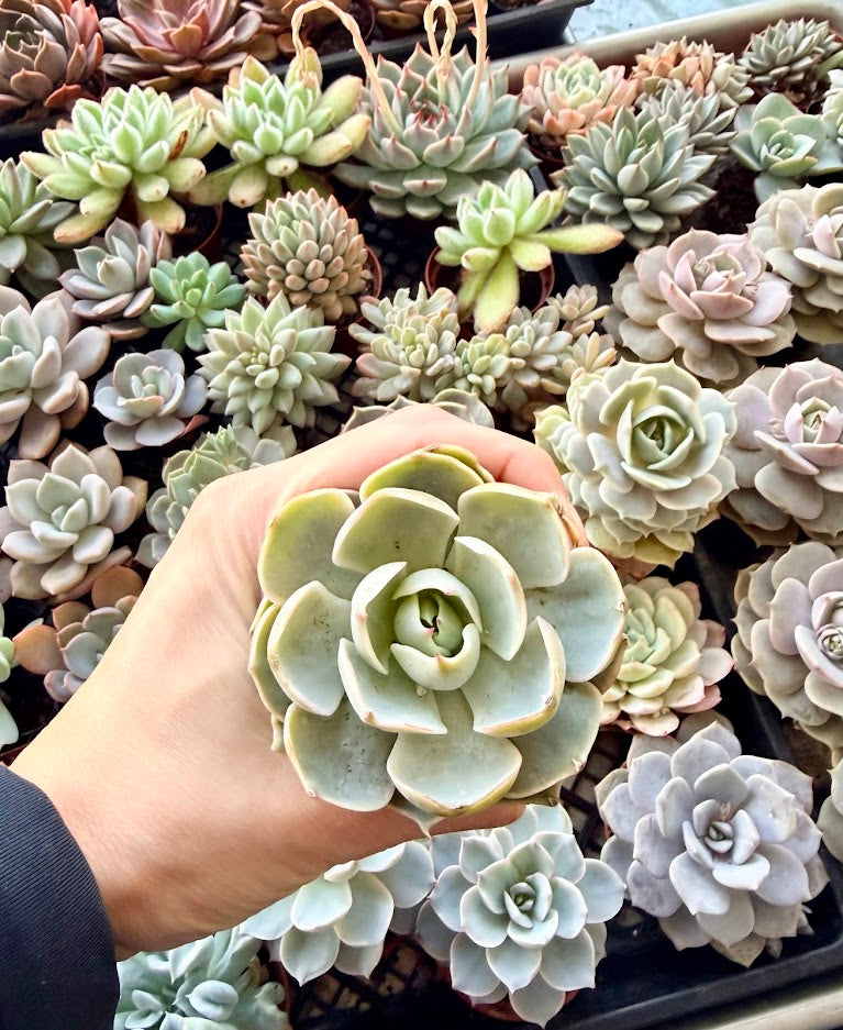 Plants for Kits - Designers Choice